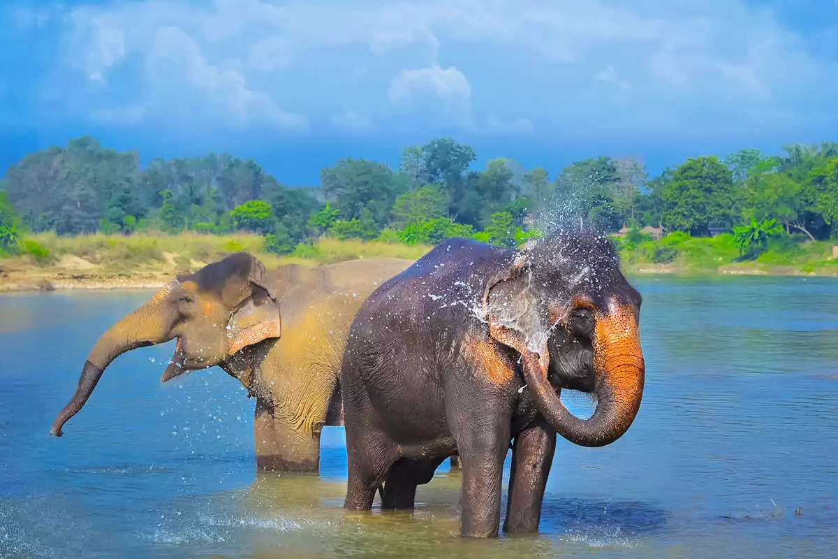 Chitwan Tour